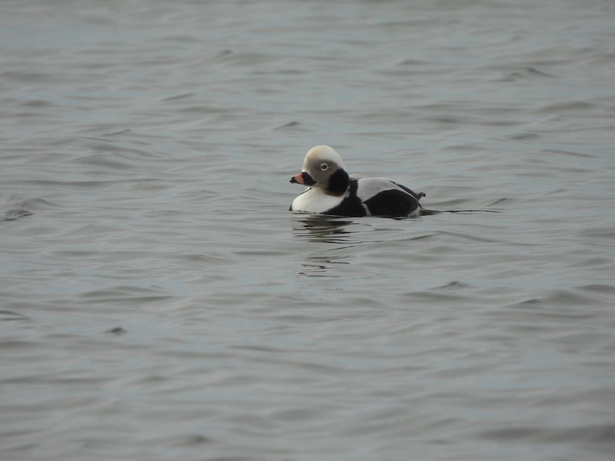 Long-tailed Duck - Kathleen Coyle