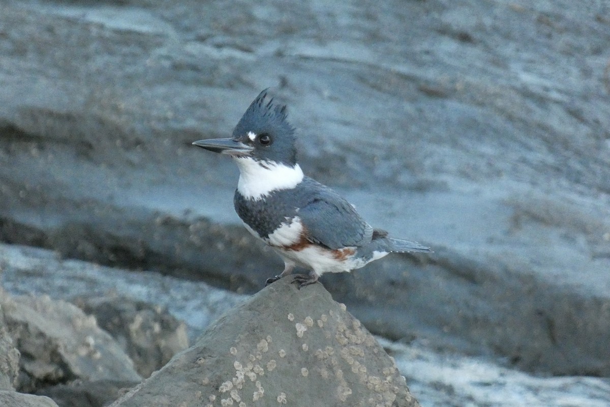 Belted Kingfisher - ML527220901