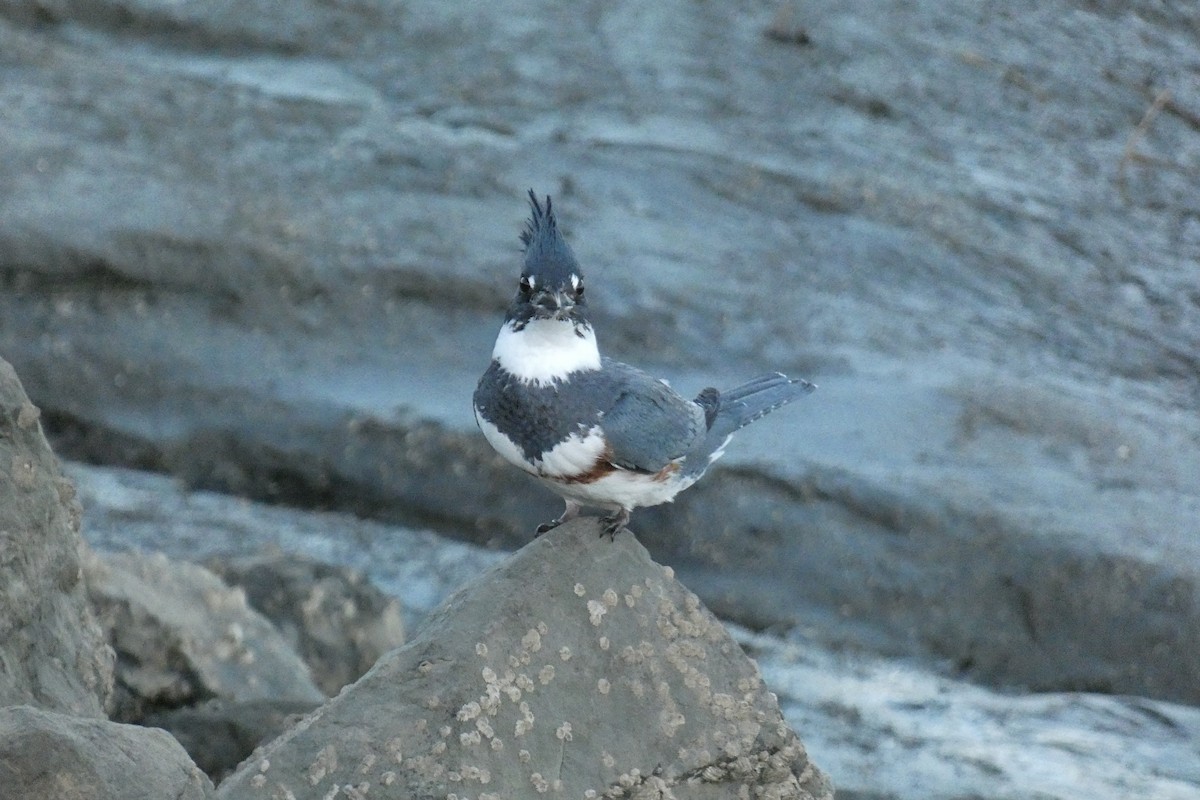 Belted Kingfisher - ML527220921