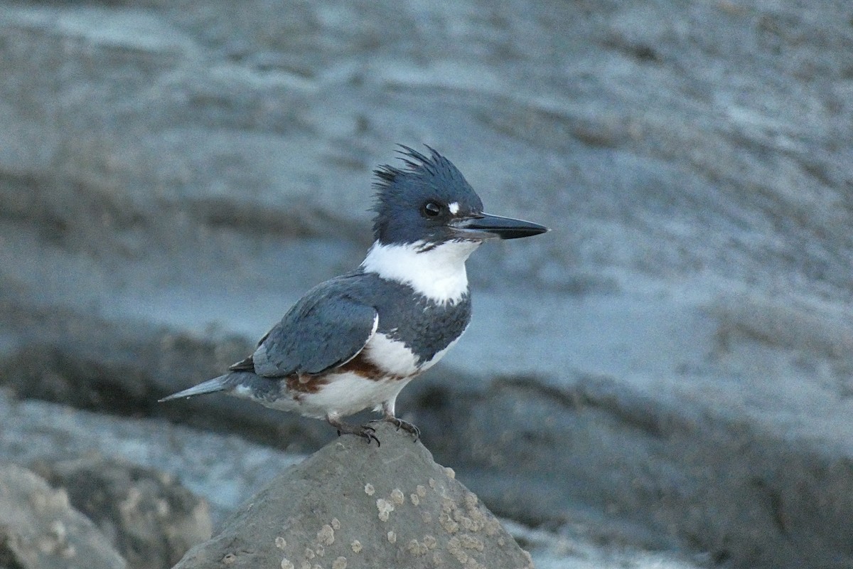 Belted Kingfisher - ML527220931