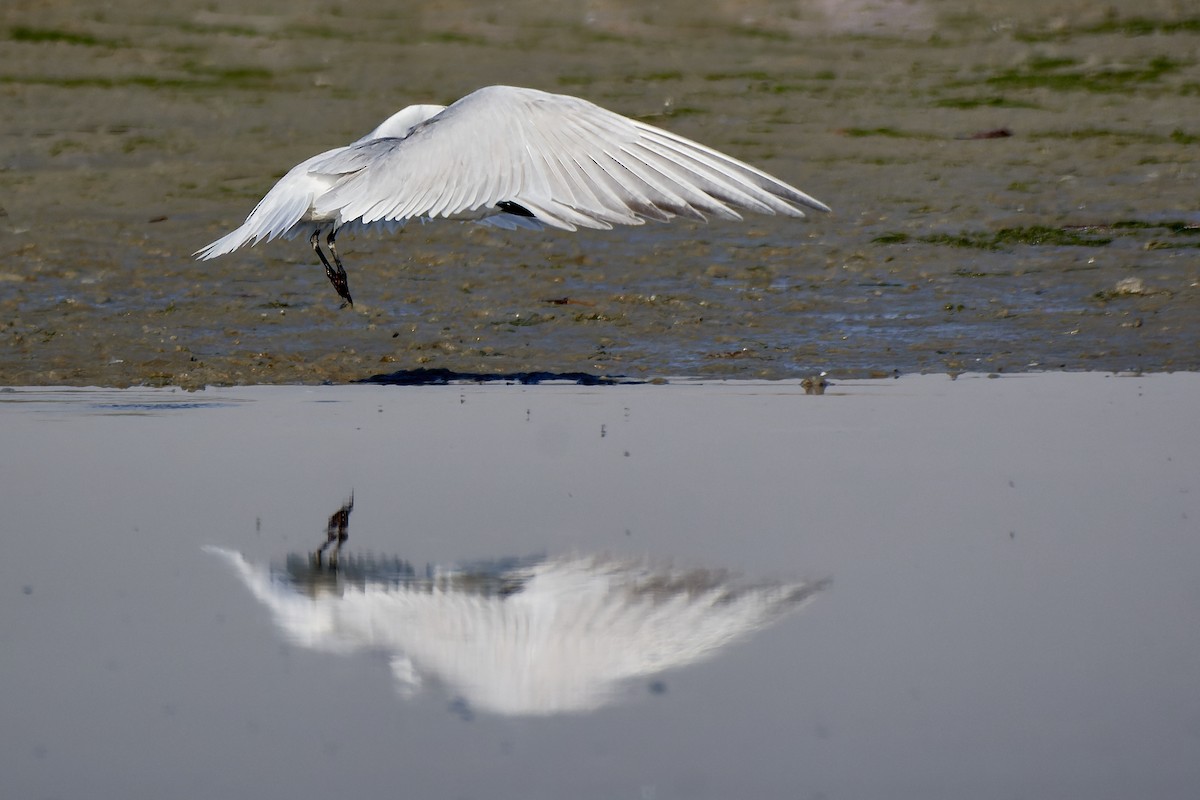 Gull-billed Tern - ML527223231