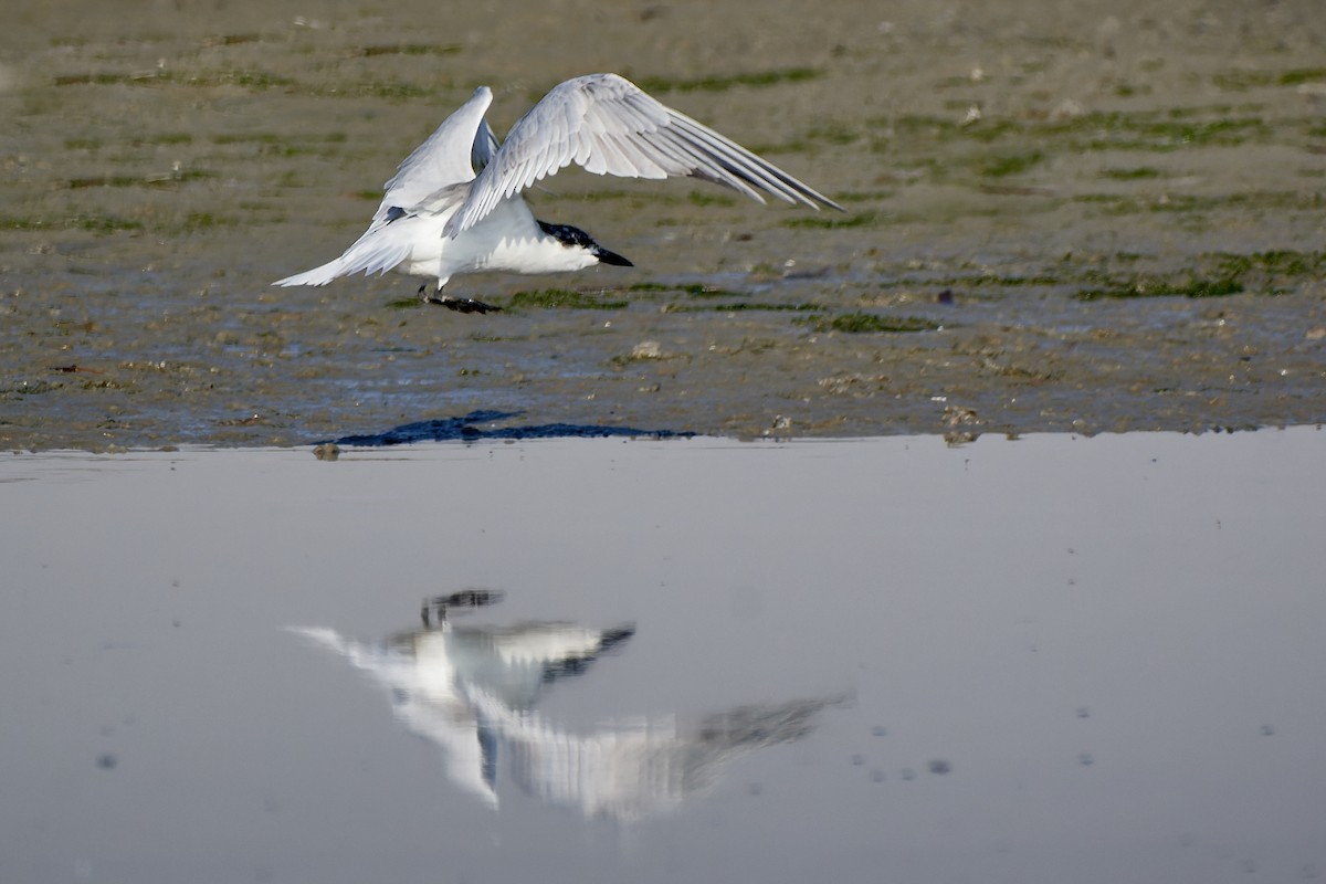 Gull-billed Tern - ML527223241