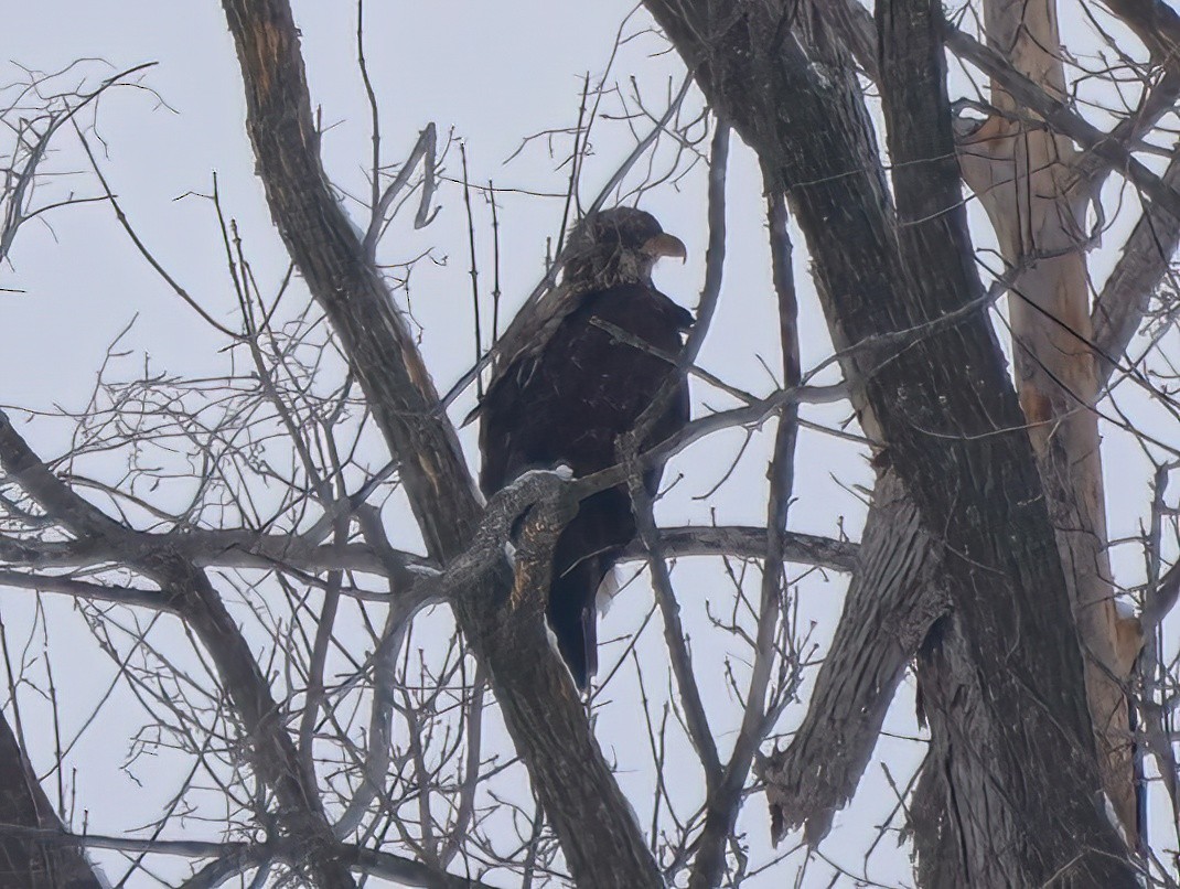 Weißkopf-Seeadler - ML527223751