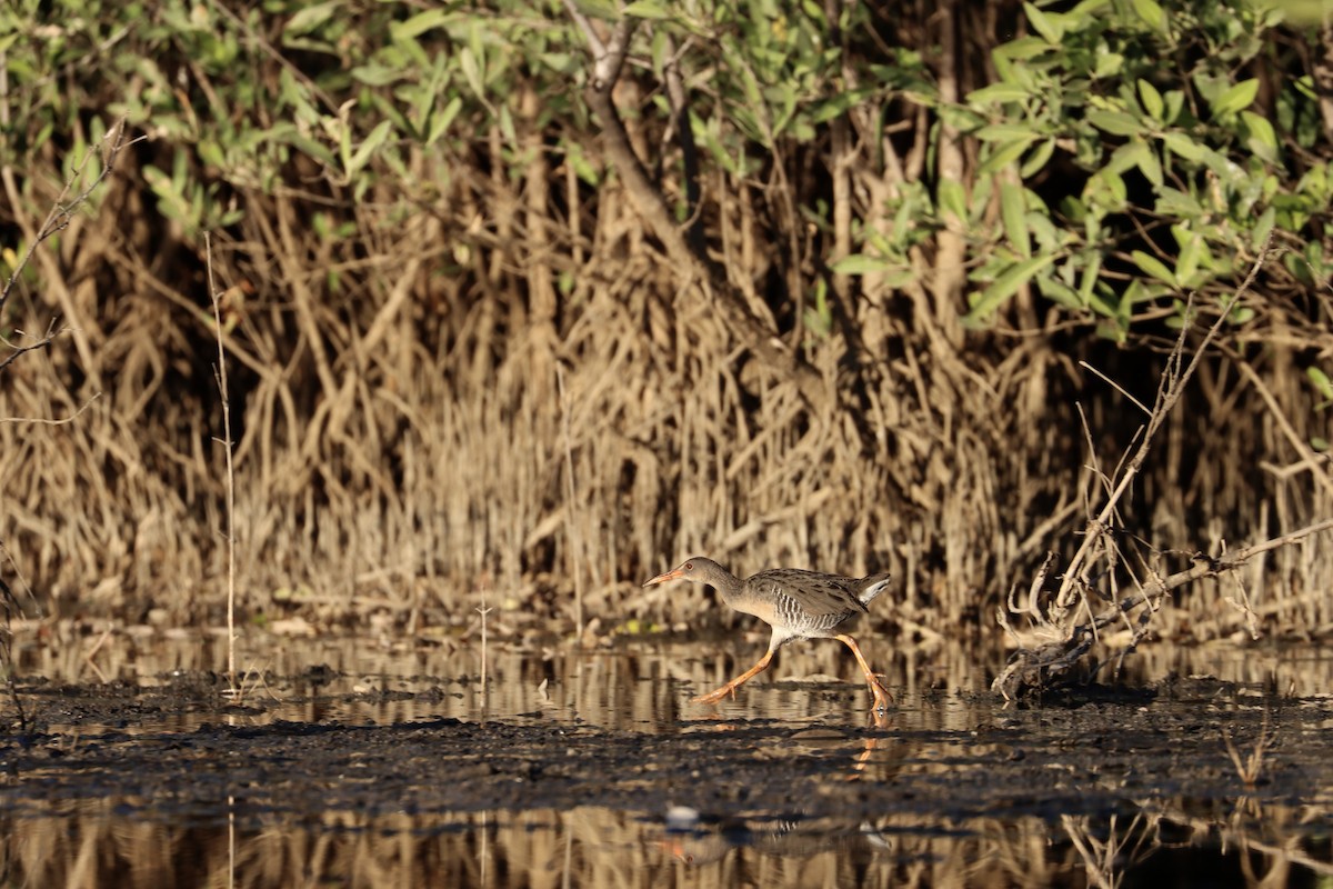 Rascón de Manglar (berryorum) - ML527224881