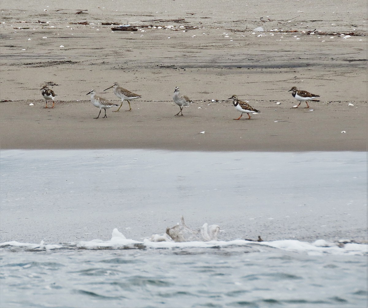 Ruddy Turnstone - ML527226311