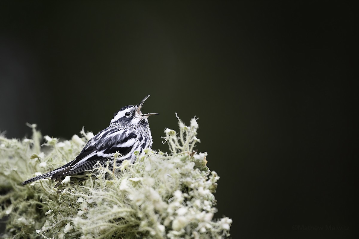 Black-and-white Warbler - ML527227631