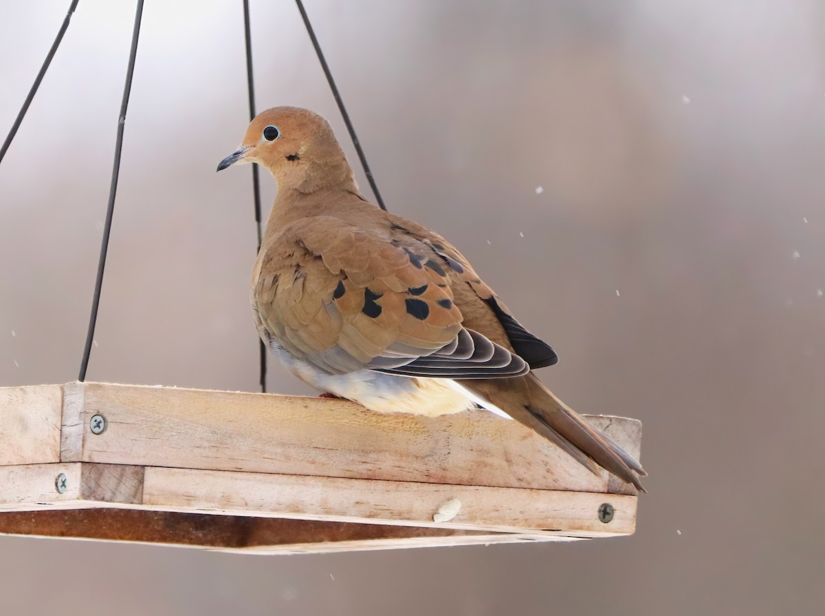 Mourning Dove - ML527227671