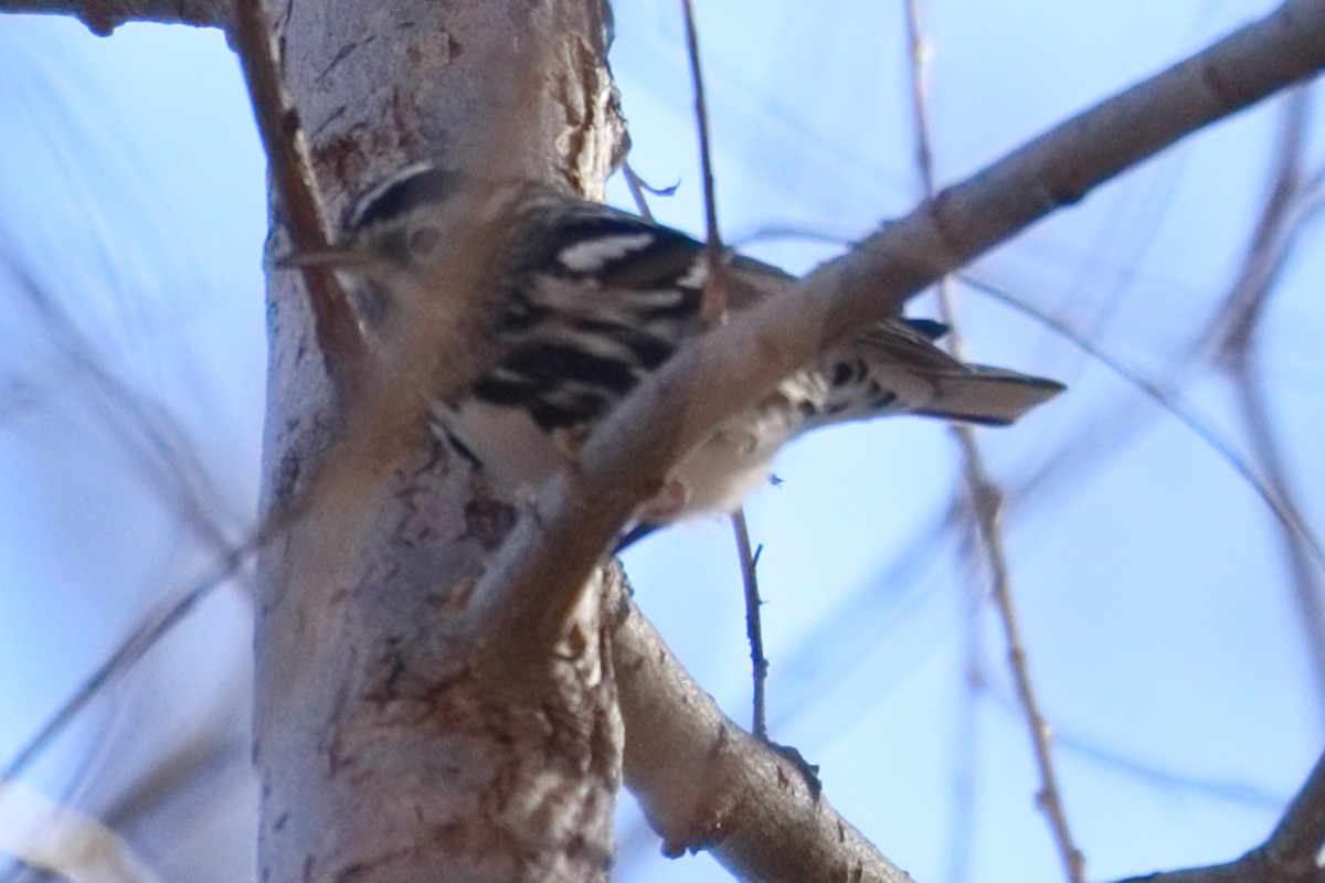 Black-and-white Warbler - ML527229041