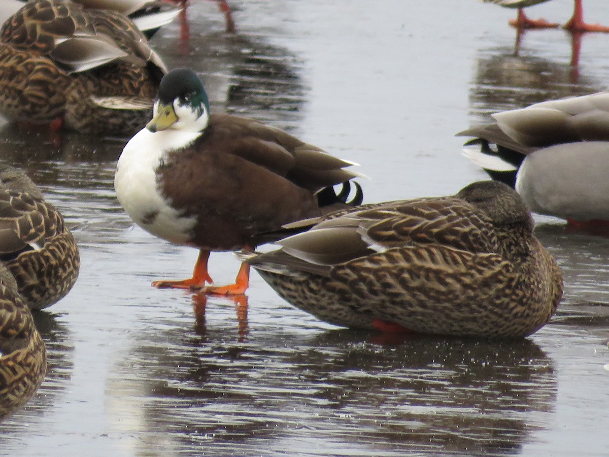 Mallard (Domestic type) - Michelle Wainer