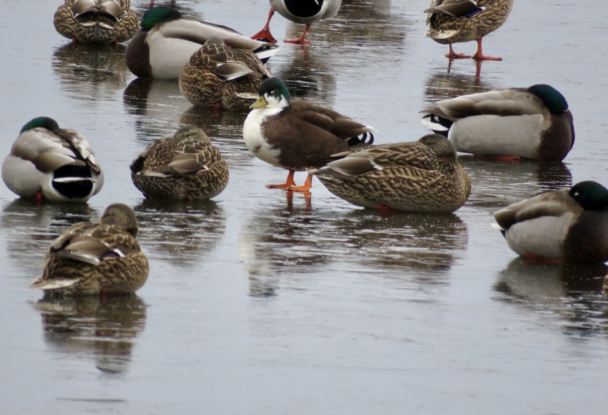 Mallard (Domestic type) - Michelle Wainer