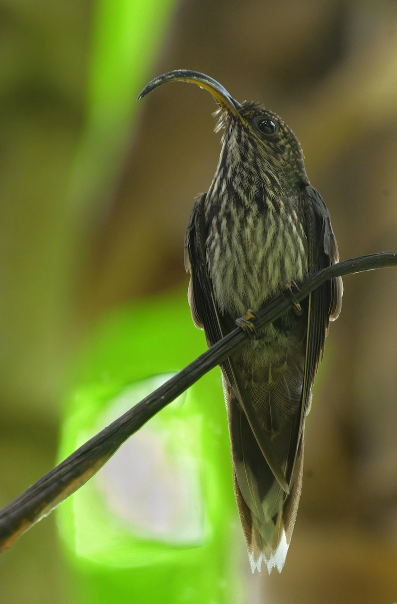 White-tipped Sicklebill - ML527230071