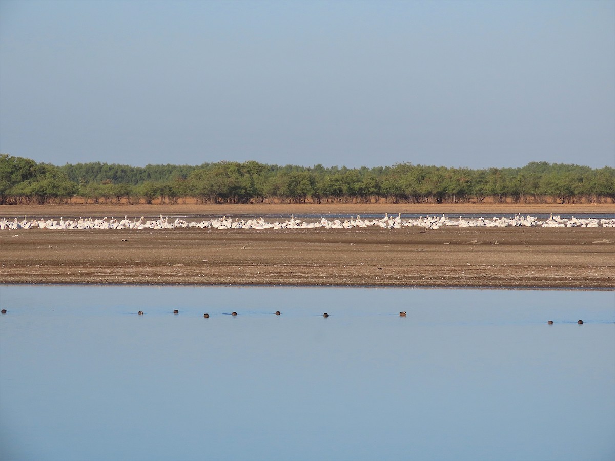 American White Pelican - ML527230221