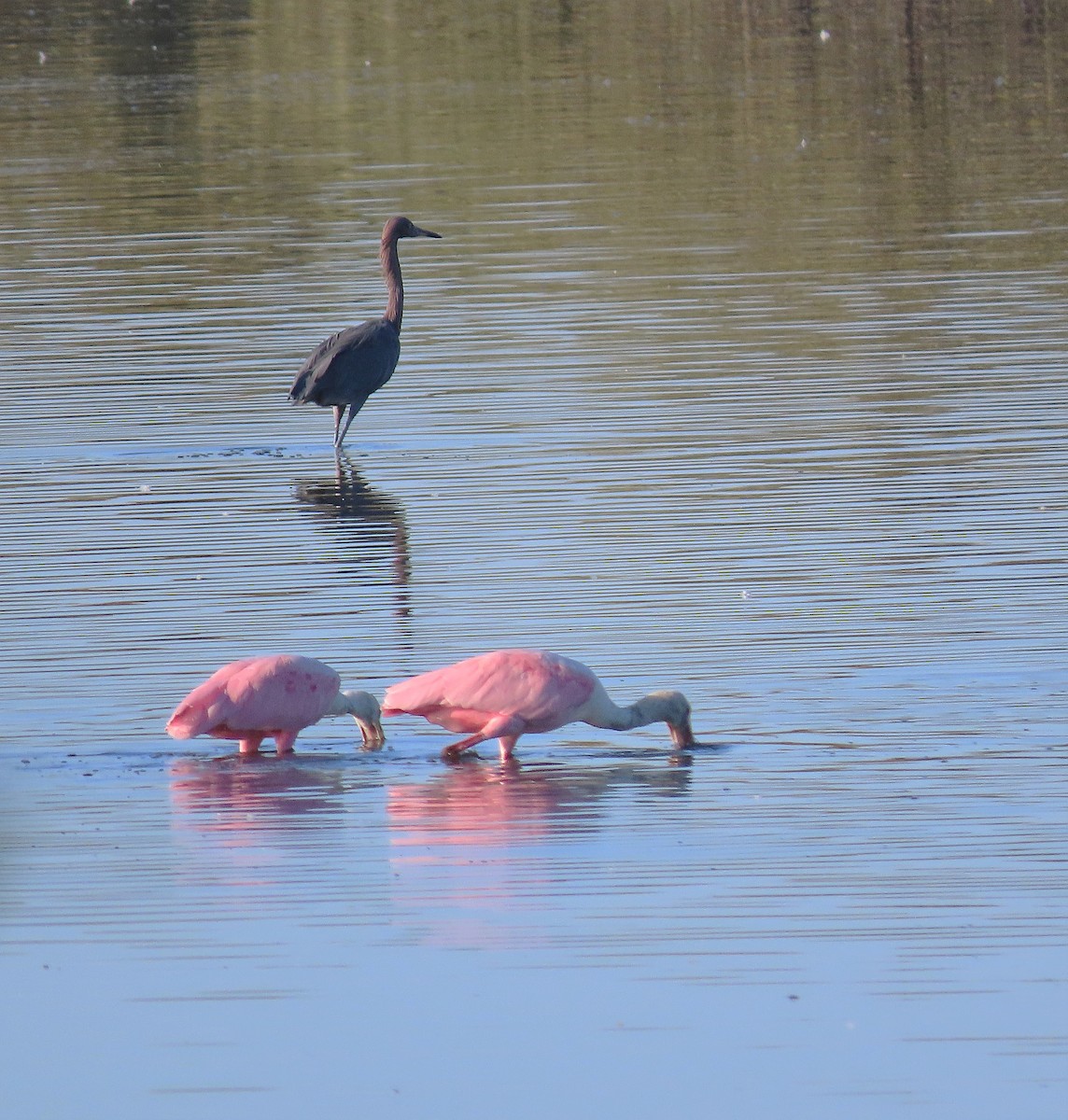 Reddish Egret - ML527230461