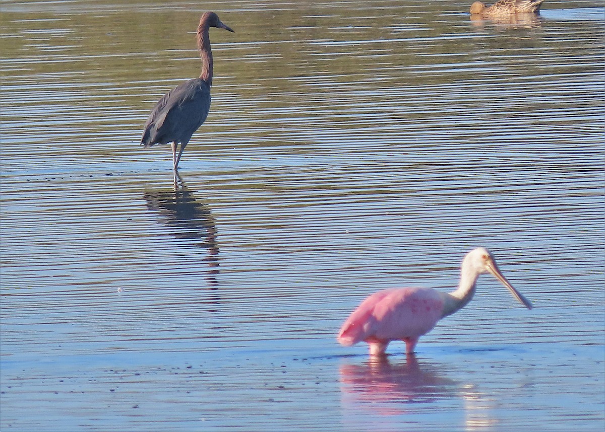 Reddish Egret - ML527230471