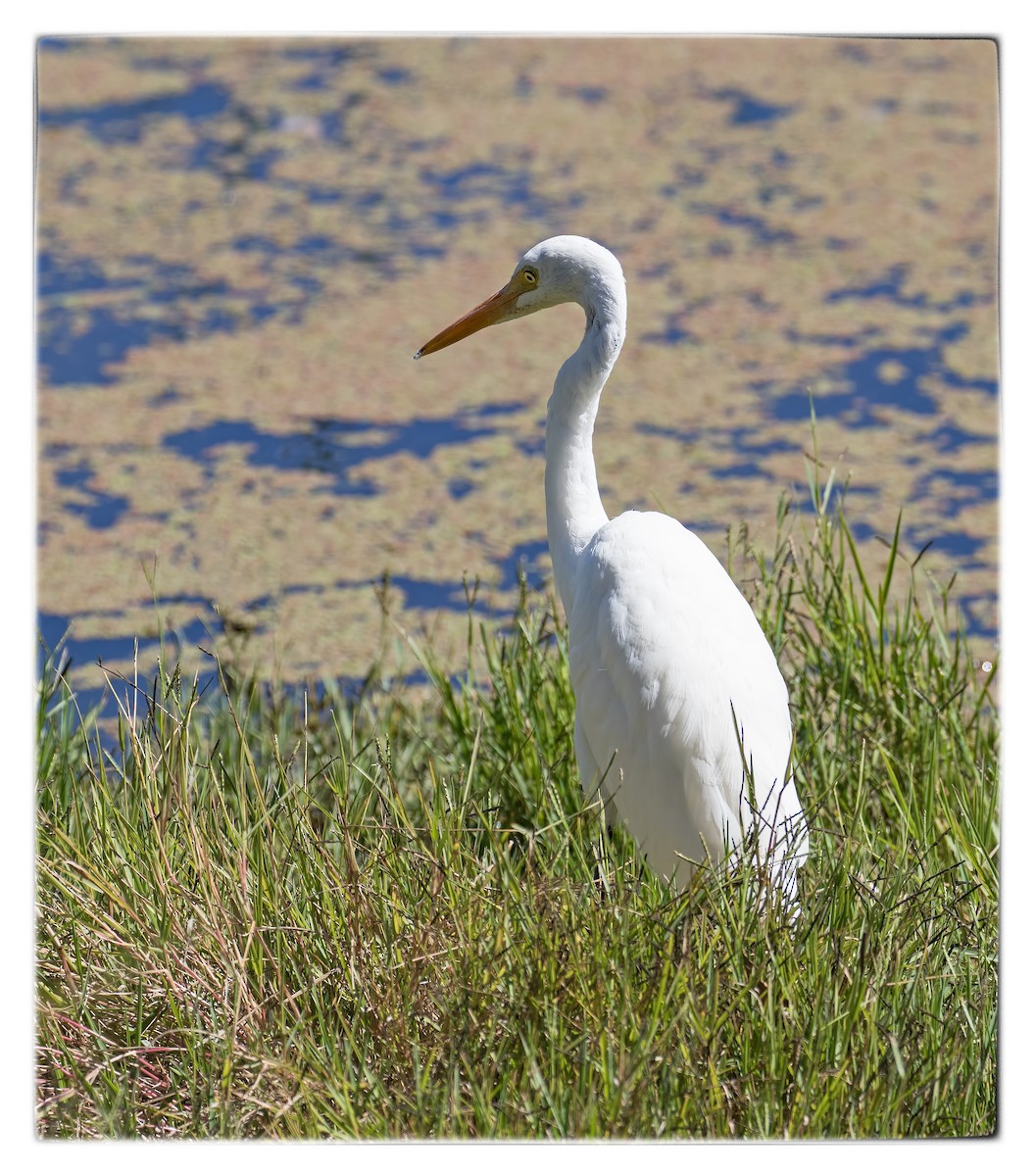 Plumed Egret - Julie Clark