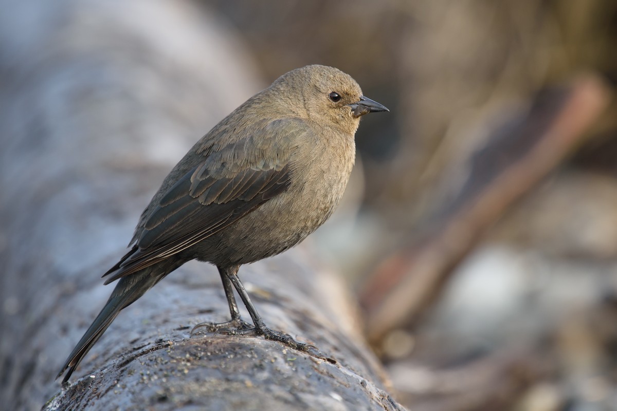 Brewer's Blackbird - Randy Dzenkiw