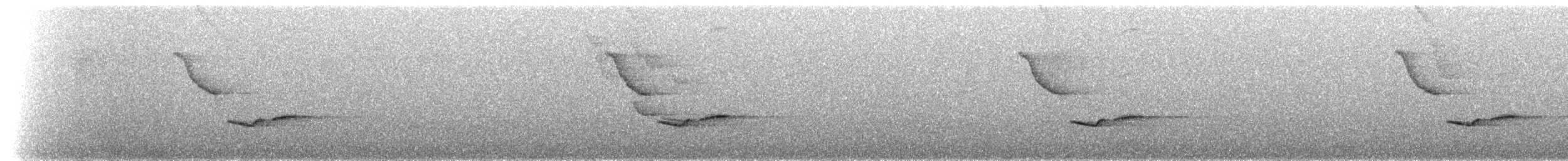 Troglodyte à poitrine blanche - ML527233