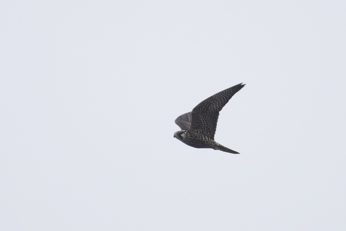 Peregrine Falcon - ML527233491