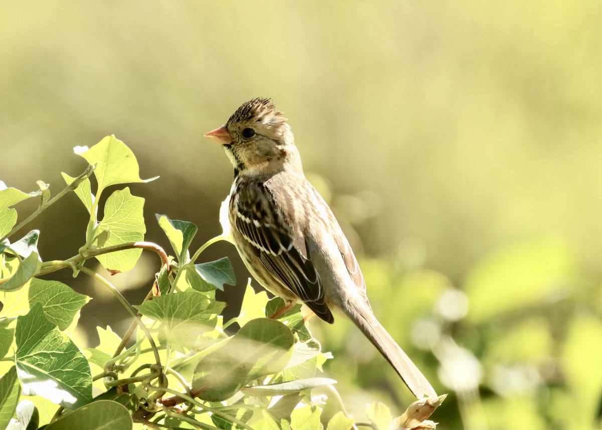 Harris's Sparrow - ML527233861