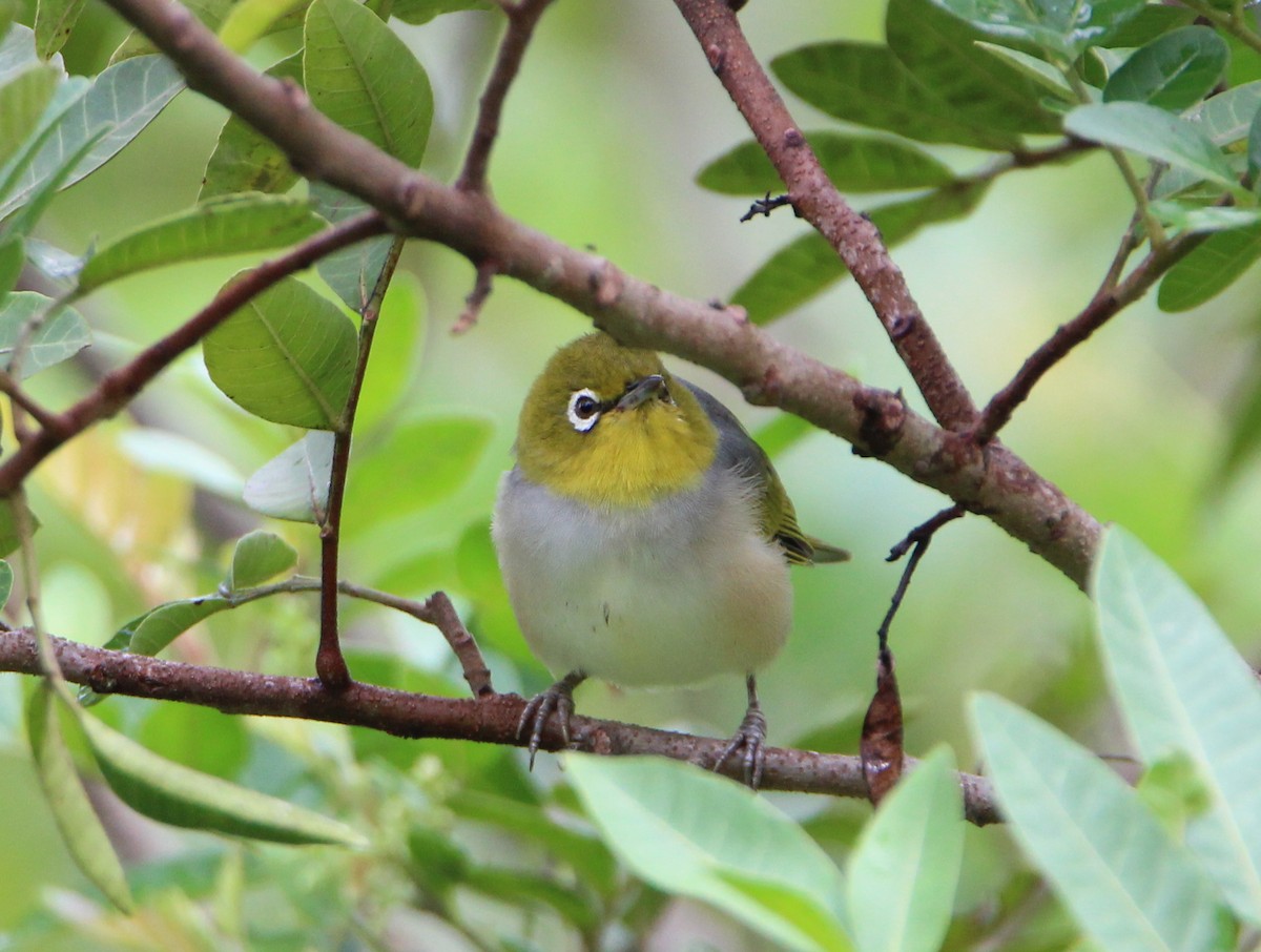 Silvereye - ML52723411