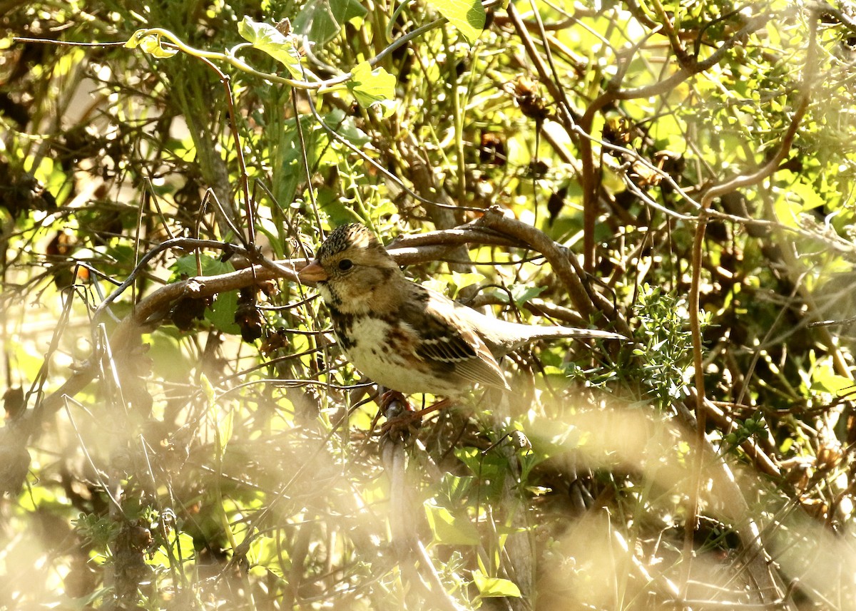 Harris's Sparrow - ML527234301