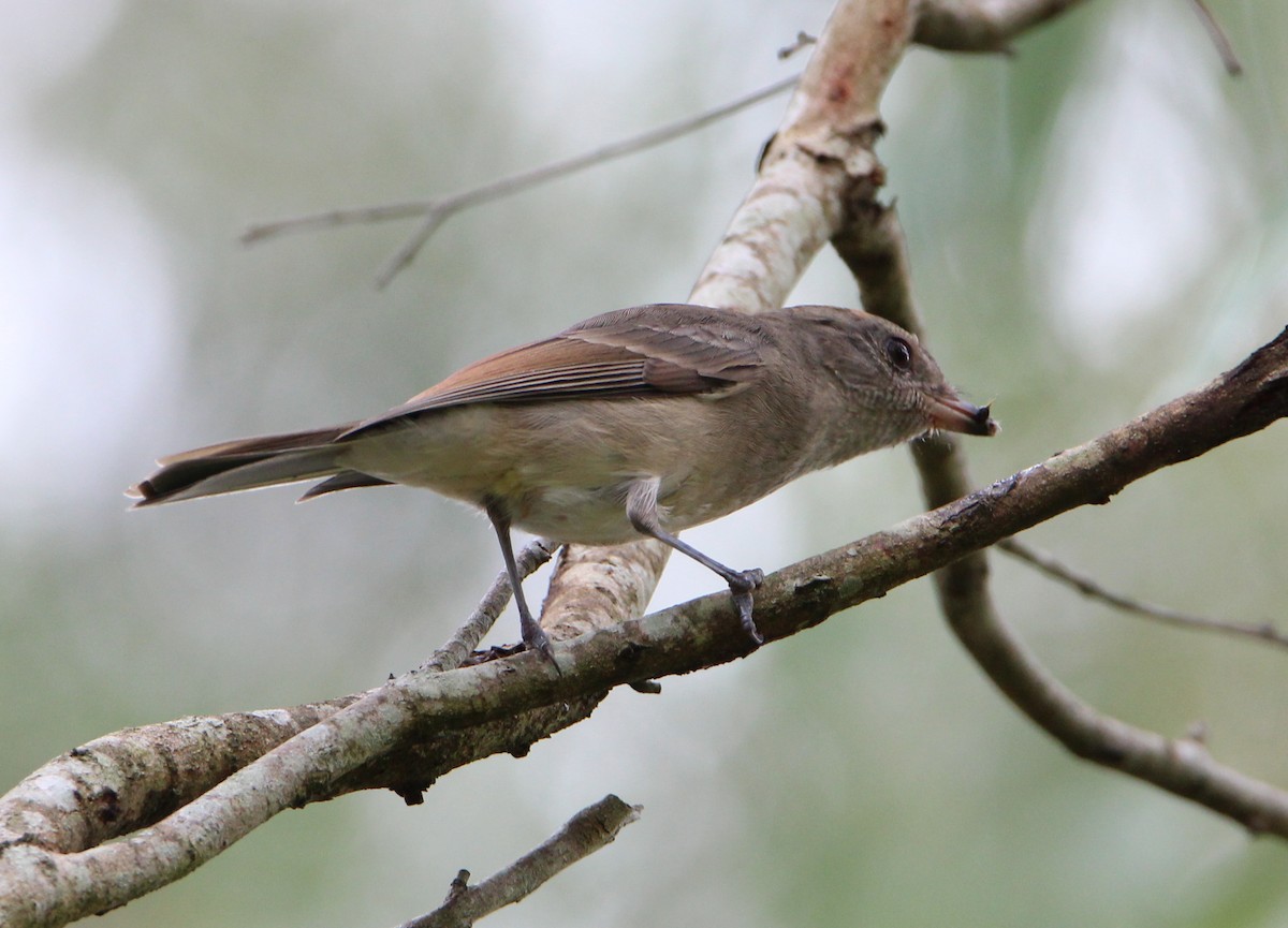 Golden Whistler (Eastern) - ML52723441