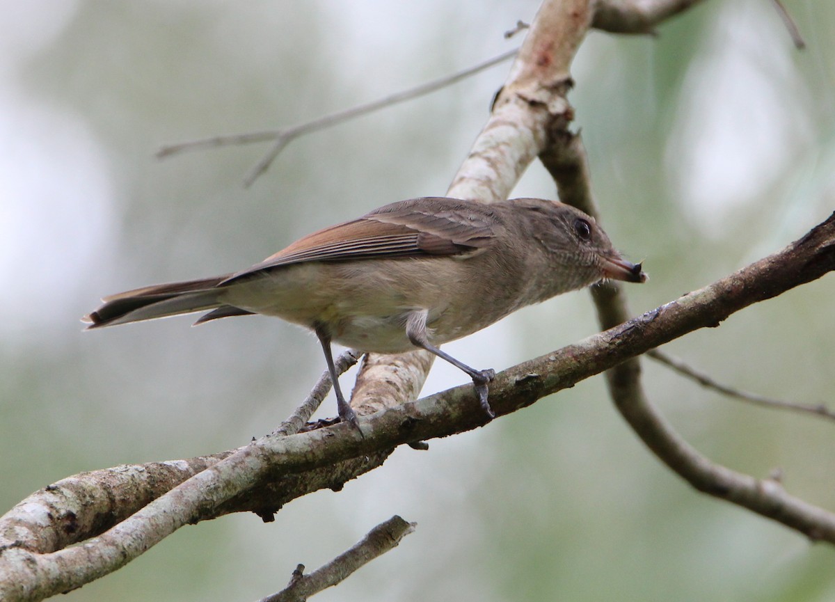 Golden Whistler - ML52723441