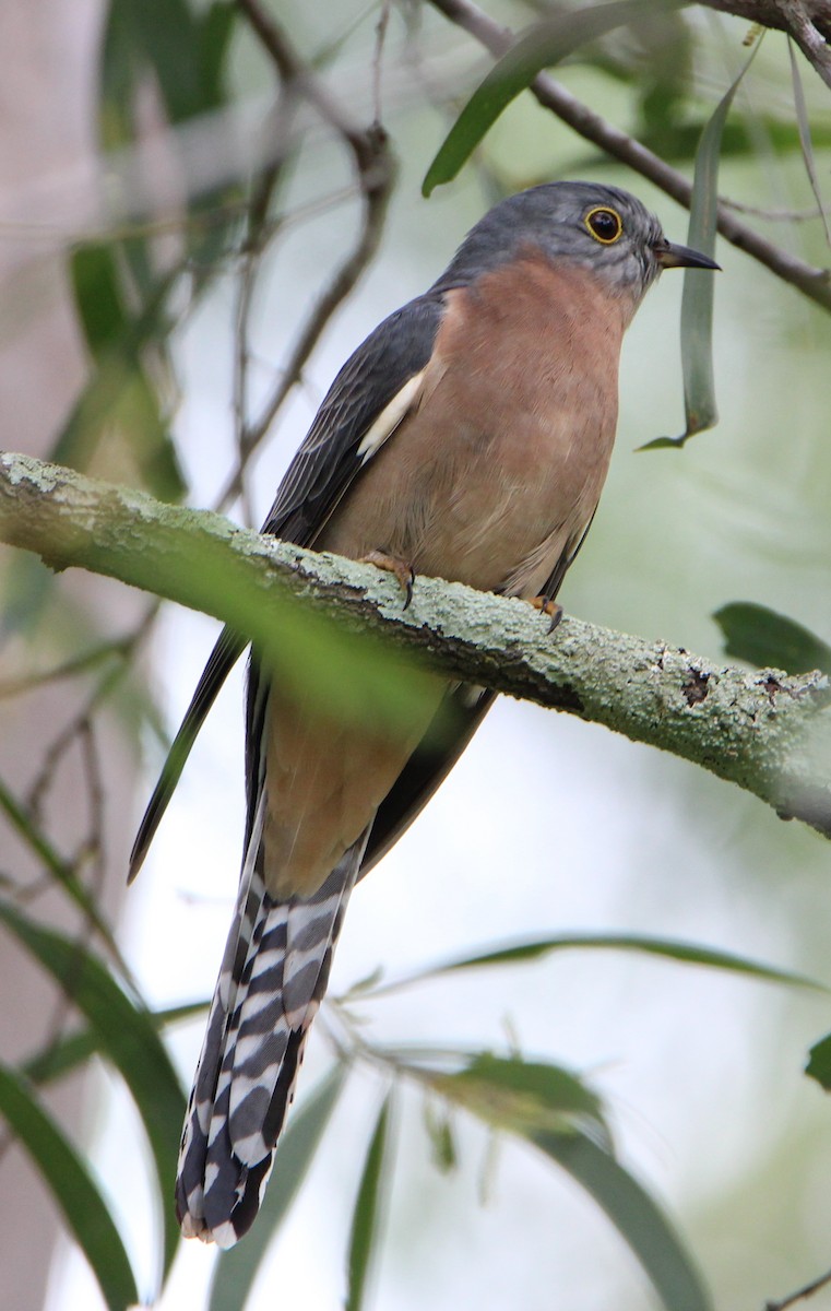 Fan-tailed Cuckoo - ML52723491