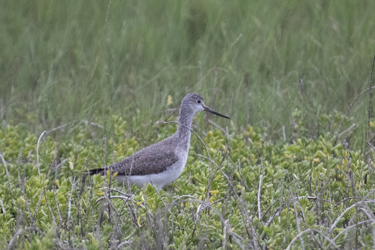 Greater Yellowlegs - ML527235091