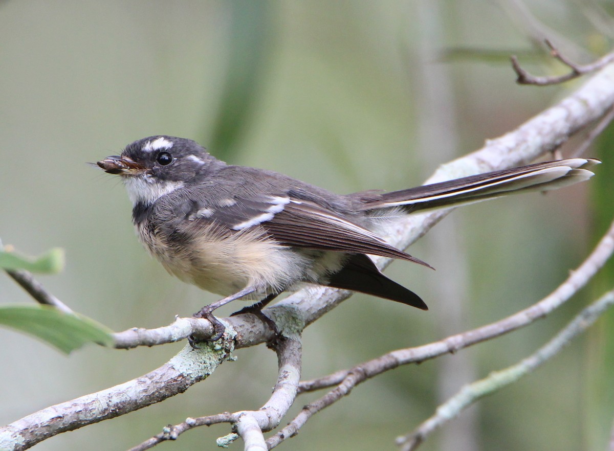 Gray Fantail - ML52723511