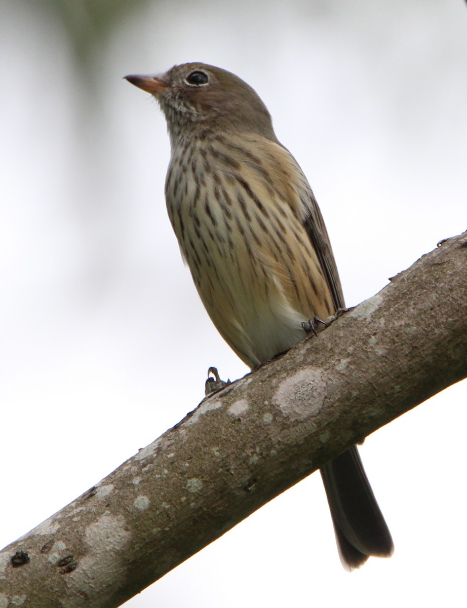 Rufous Whistler - ML52723521