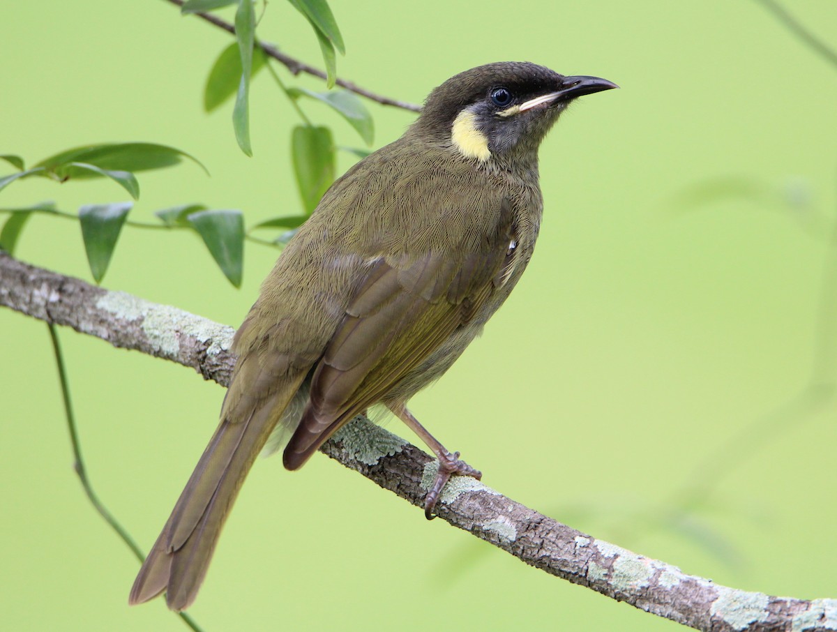 Lewin's Honeyeater - ML52723531