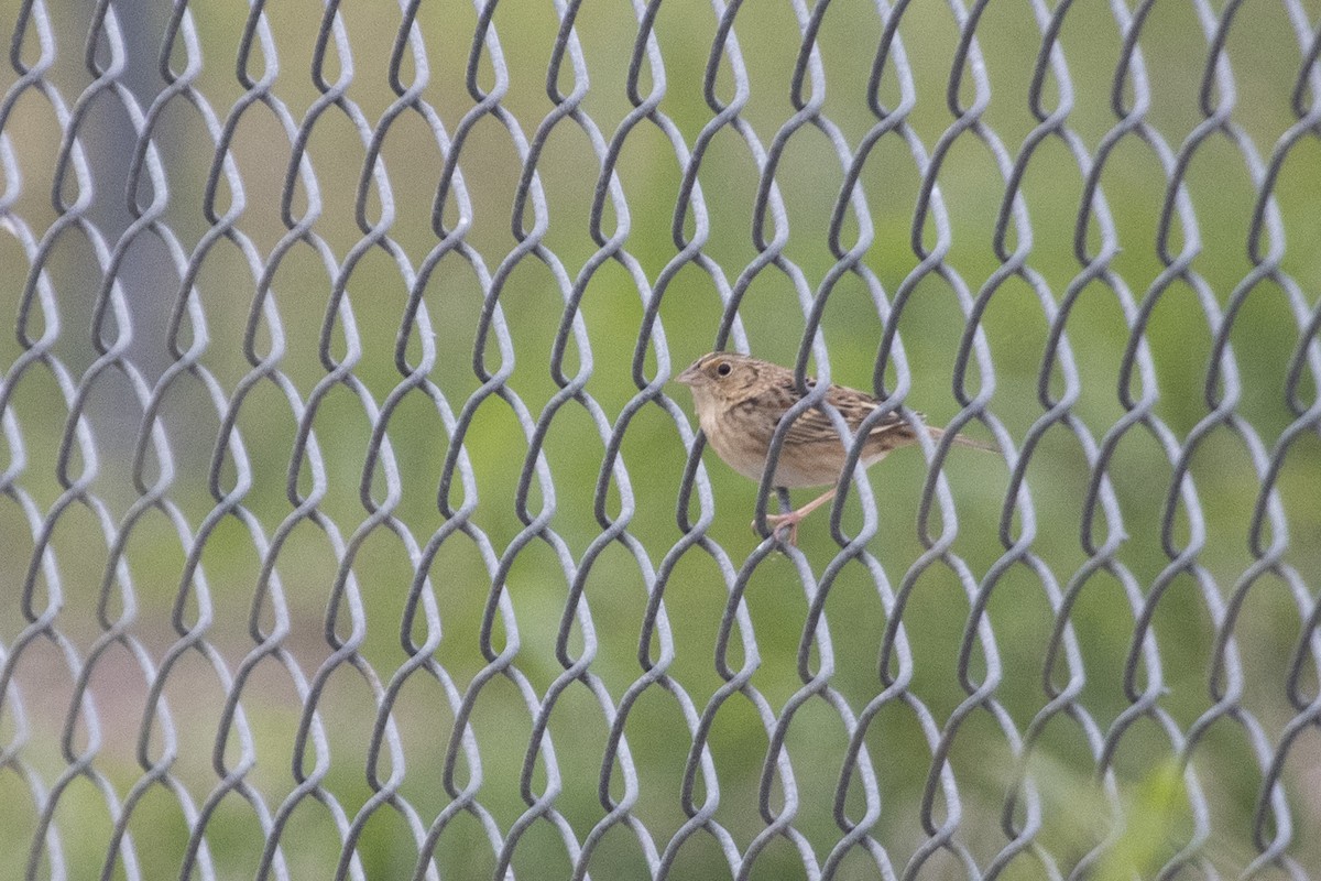 Grasshopper Sparrow - Liam Wolff