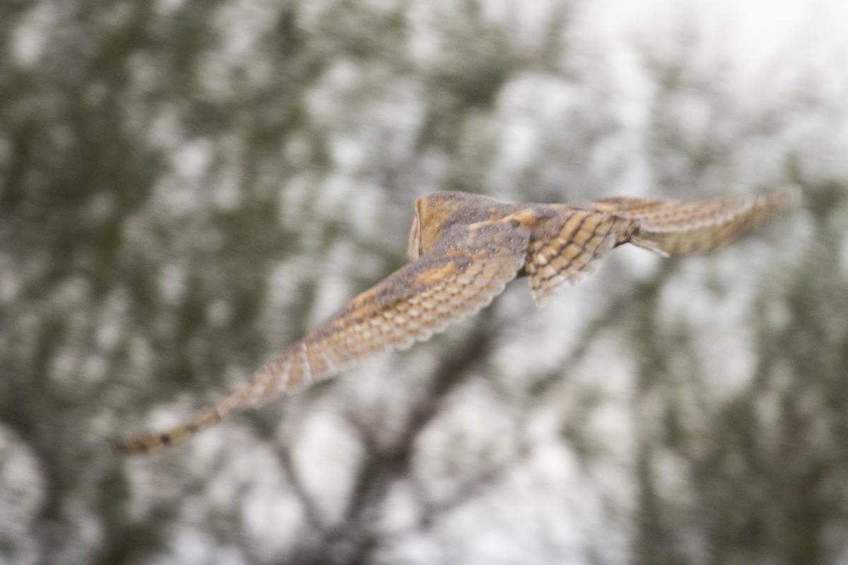 Barn Owl - ML527235721