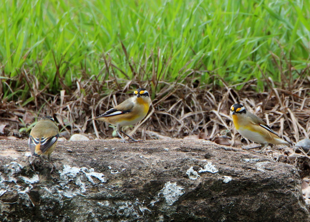 Striated Pardalote - ML52723631