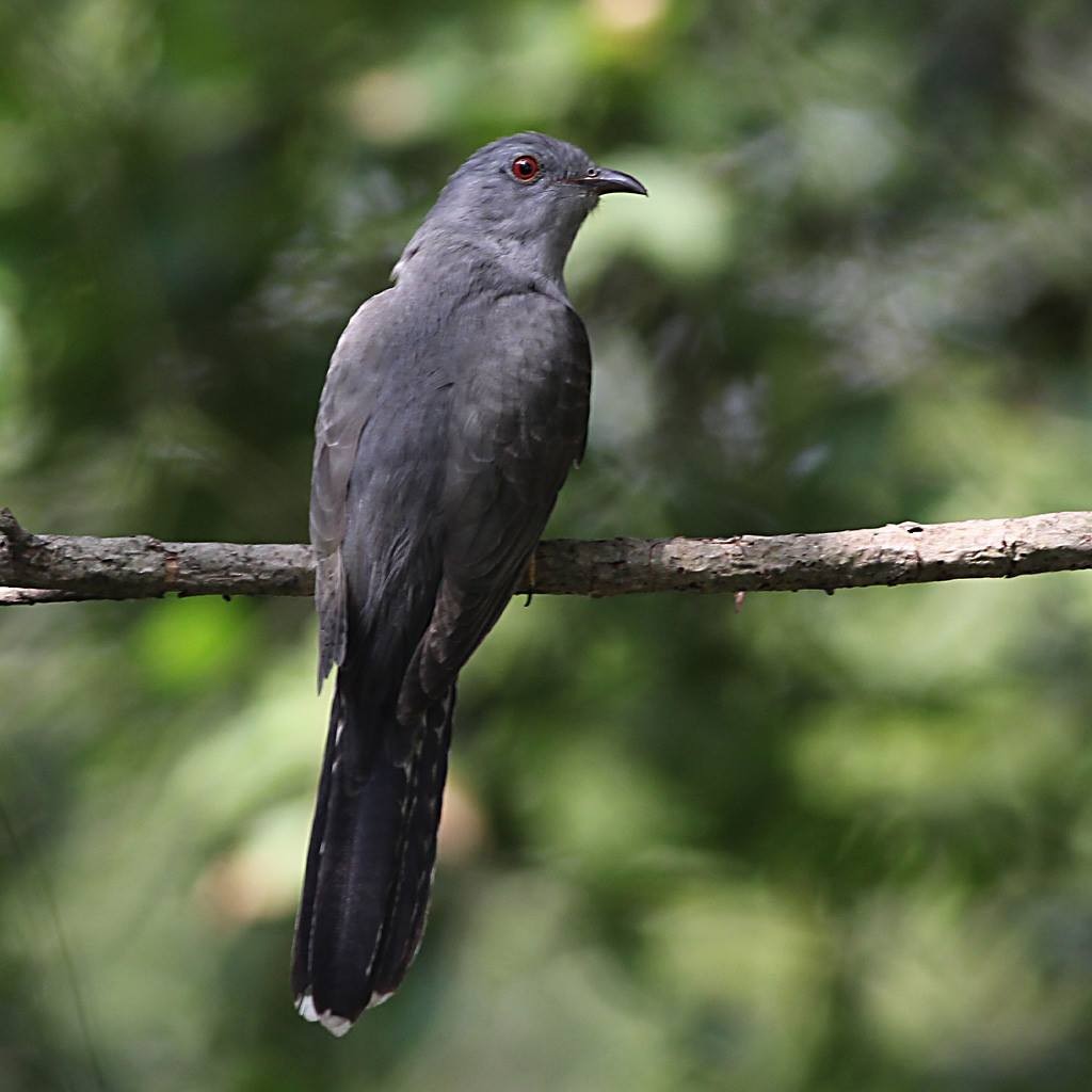 eBird Checklist - 14 Dec 2013 - Rama IX Park (Suan Luang Rama IX) - 34 ...