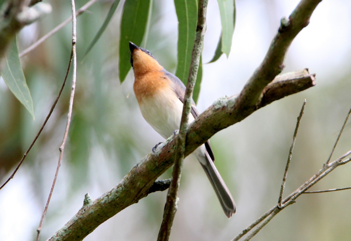 Leaden Flycatcher - ML52723701