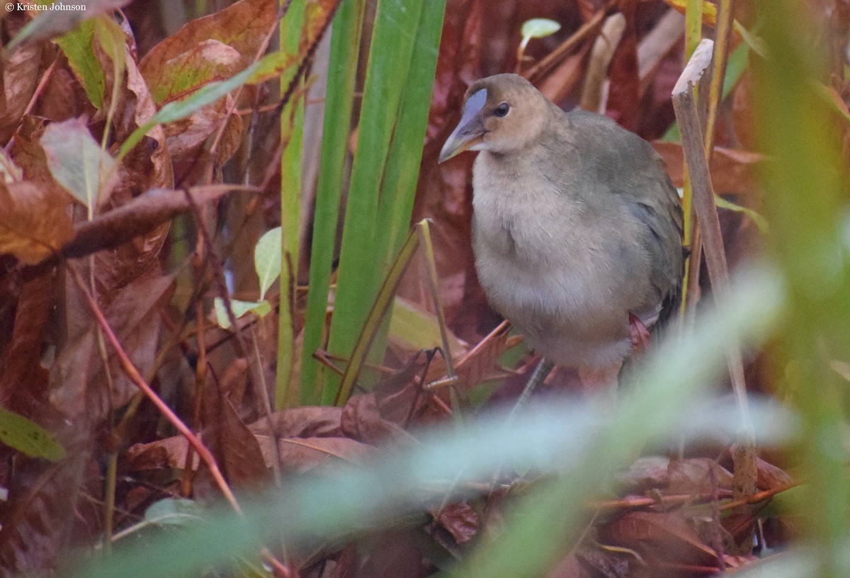 Purple Gallinule - ML527237011