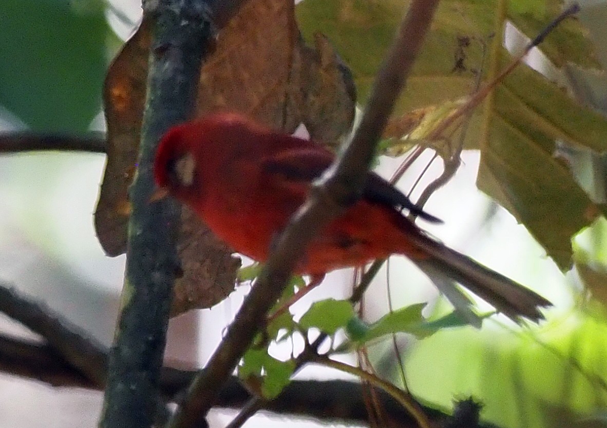 Red Warbler - ML527237251