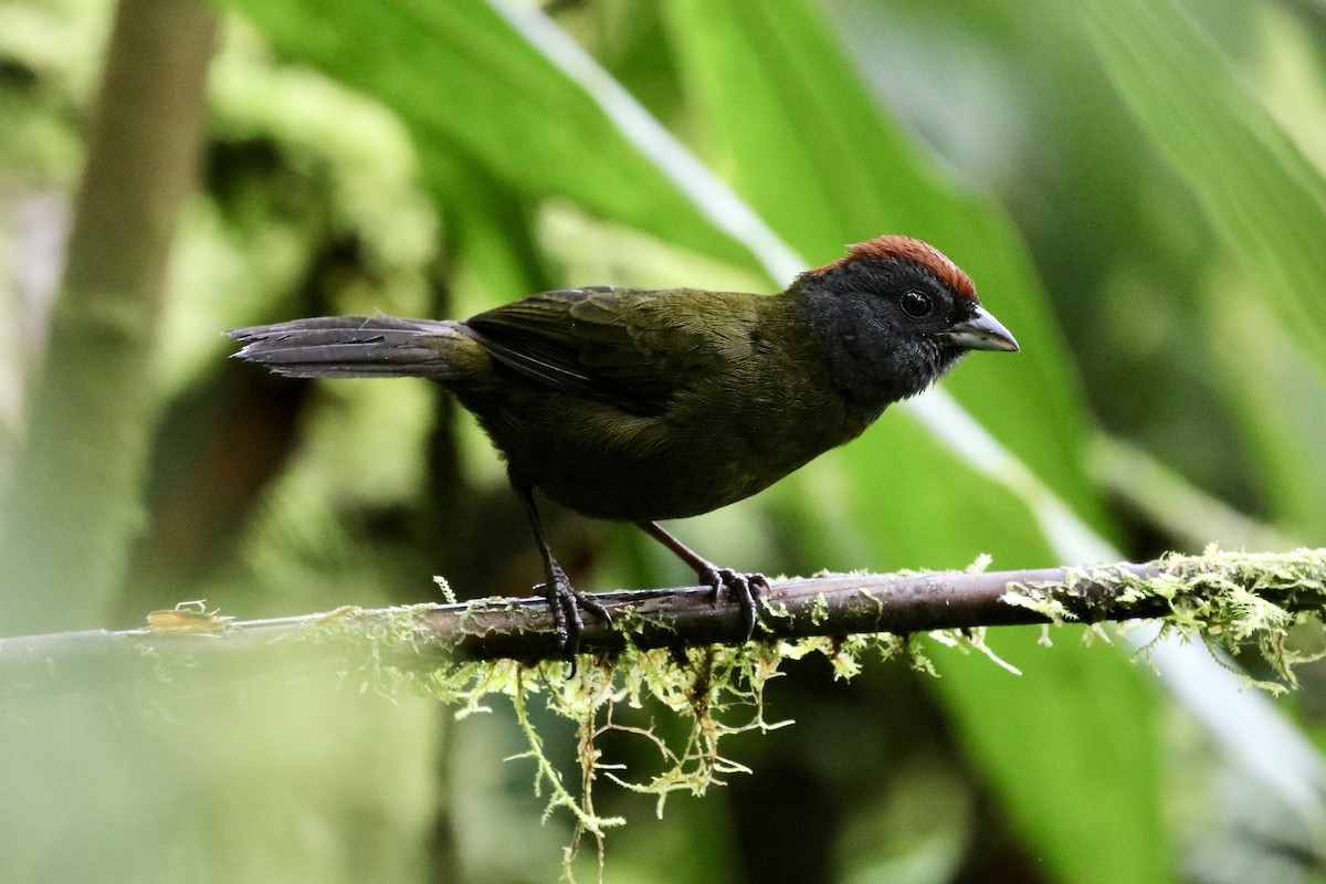 Olive Finch - ML527237771