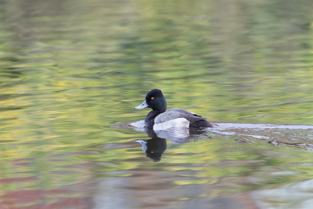 Lesser Scaup - ML527238271