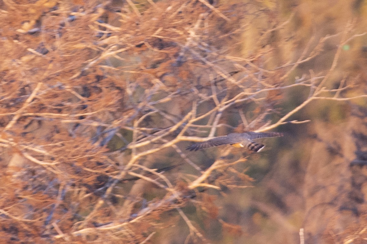 Sharp-shinned Hawk - ML527238561