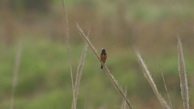 Dark-throated Seedeater - ML527238591