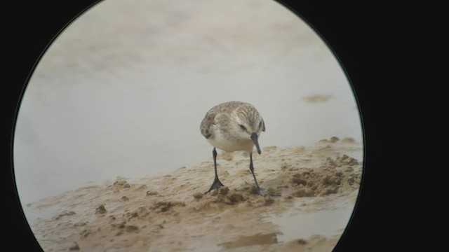 Western/Semipalmated Sandpiper - ML527239981