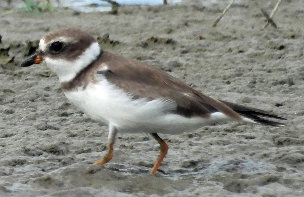 Semipalmated Plover - ML527240031