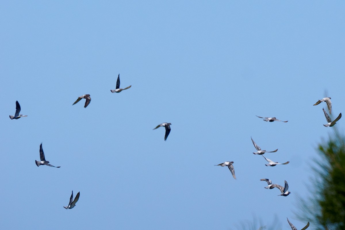 Rock Pigeon (Feral Pigeon) - ML527240941