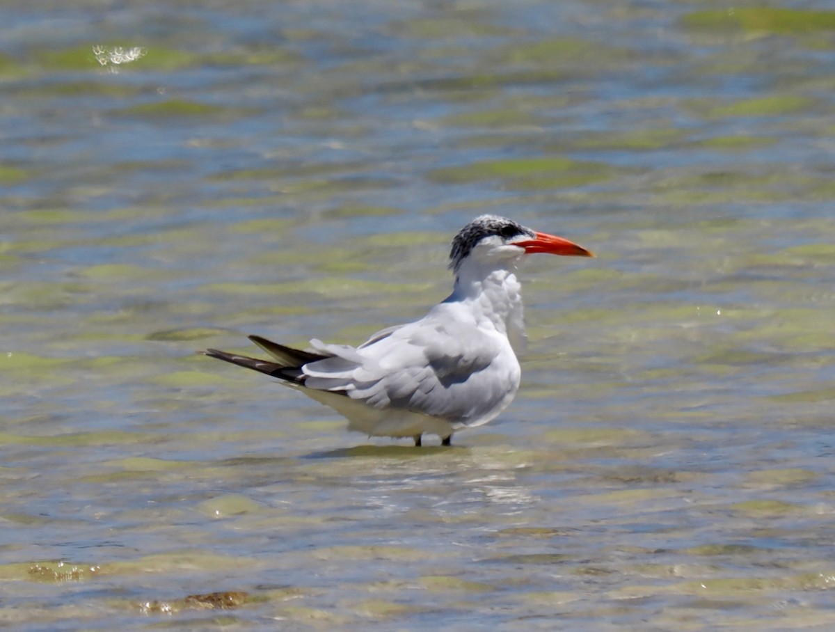 Caspian Tern - ML527241011