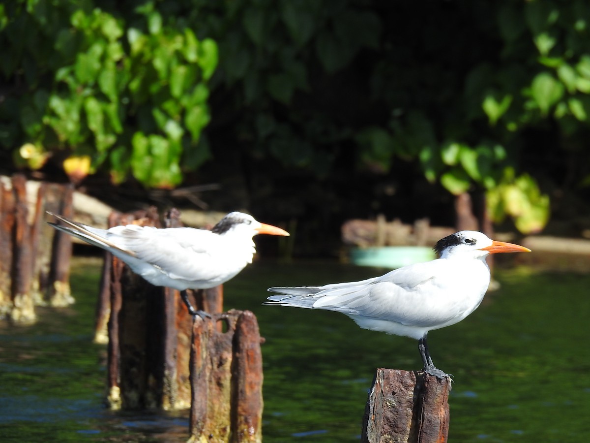 Royal Tern - ML527243811