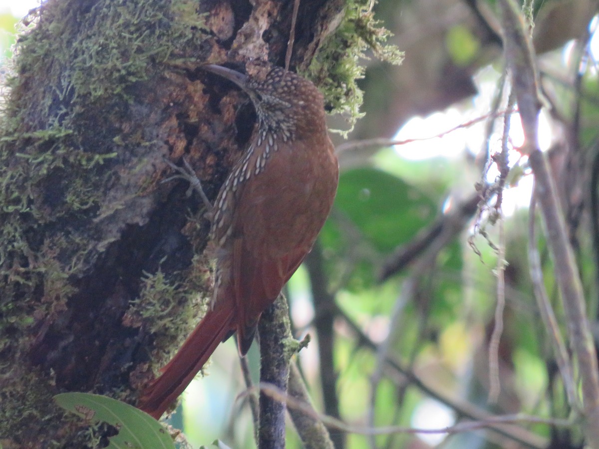 Montane Woodcreeper - ML527244391