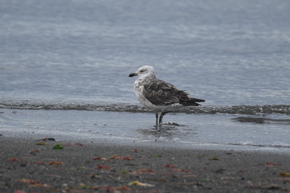 Kelp Gull - ML527244441